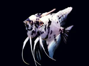 Pterophyllum Scalare Dalmatian 3-5 cm