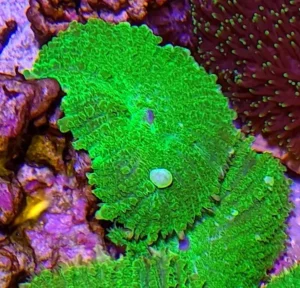 Rhodactis Inchoata Electric Green Premium - Tonga Mushroom - verde - Corallo molle facile - 1 disco su frag