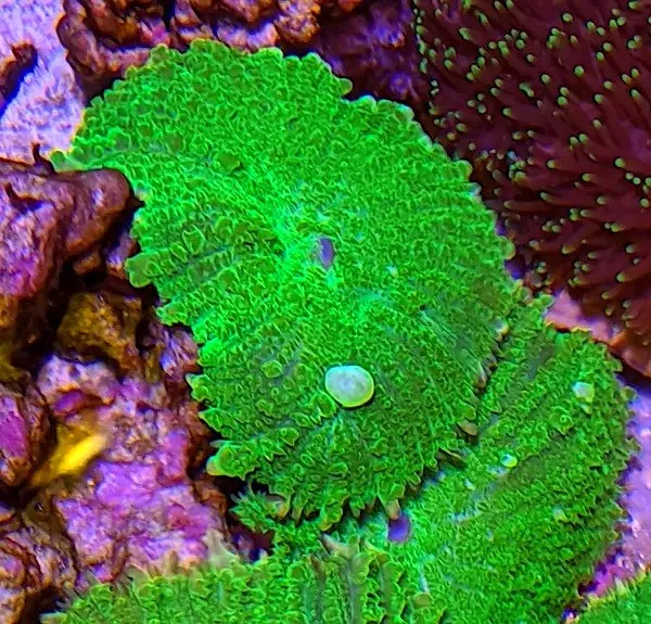 Rhodactis Inchoata Electric Green Premium - Tonga Mushroom - verde - Corallo molle facile - 1 disco su frag