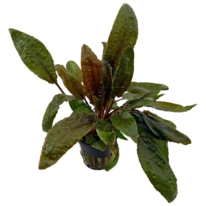 Cryptocoryne wendtii Tropica in vasetto - pianta facile da primo piano