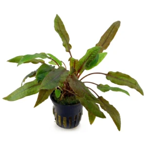 Cryptocoryne Wendtii Mi Oya in vasetto - pianta facile da primo piano