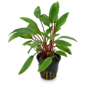 Cryptocoryne Becketii in vasetto - pianta facile da primo piano