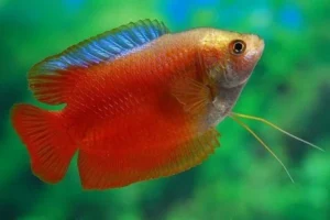 Colisa Lalia royal red, Gurami nano XL