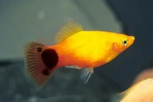 Platy Platy Sunset Mikey Mouse, xiphophorus maculatus 2-3 cm