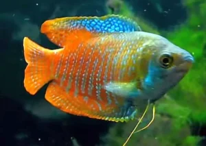 Colisa Lalia rainbow, Gurami nano 2-5 cm
