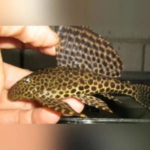 Pterygoplichthys Gibbiceps Leopard Pleco 30 cm pulitori da vetro XXL