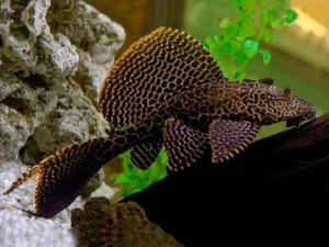 Pterygoplichthys Gibbiceps Leopard Pleco 5-8 cm pulitori da vetro alghivori