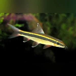 Epalzeorhynchos Kalopterus 4 cm - Pesce pulitore detto anche volpe volante siamese