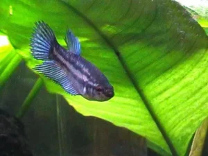 Betta splendens femmina color mix veiltail, pesce combattente femmina