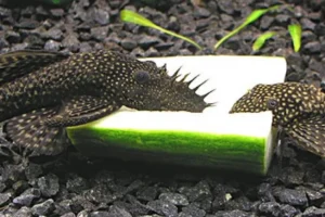 ANCISTRUS DOLICHOPTERUS 3-5 cm pulitori da vetro