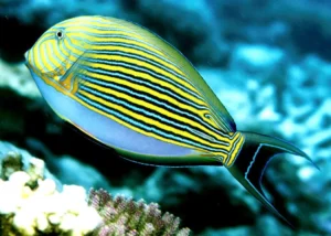 Acanthurus Lineatus - Pesce chirurgo pigiama