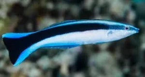 Labroides Dimidiatus - Pesce dottore - labride