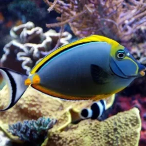 Naso Lituratus cresta gialla - Pesce unicorno alghivoro