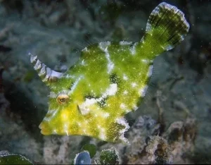 Acreichthys Tomentosus - Pesce Lima - mangia aiptasia