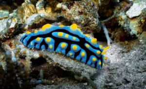 Phyllidia Varicosa Coelestis - Nudibranco detritivoro