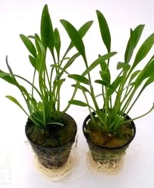 CRYPTOCORYNE PARVA in vasetto, piccola pianta da primo piano
