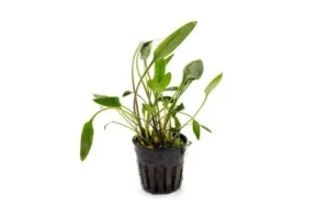 CRYPTOCORYNE SP. in vasetto, piccola pianta da primo piano