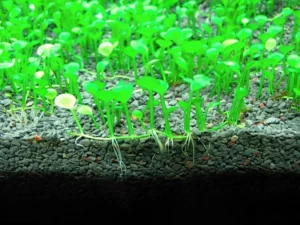 Marsilea Hirsuta 6x6 cm, pianta da pratino e primo piano facile