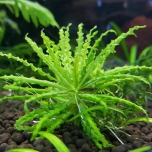 Pogostemon Helferi - pianta da primo piano per acquario o terrario