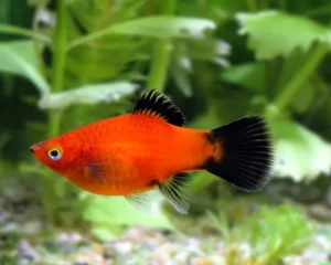 Platy Red Wagtail, xiphophorus maculatus 3 cm
