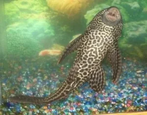 Hypostomus Plecostomus 5-6 cm pulitori da vetro