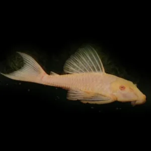 Hypostomus Plecostomus gold 5-6 cm pulitori da vetro