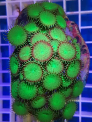 Protopalythoa green - Corallo molle facile - frag 3-5 cm