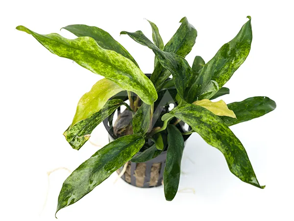 Anubias Minima Variegated, pianta facile a foglia larga