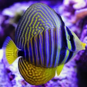 Zebrasoma Desjardini - Pesce chirurgo tigrato