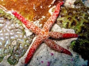 Linckia Multifora starfish 6 cm - Stella marina