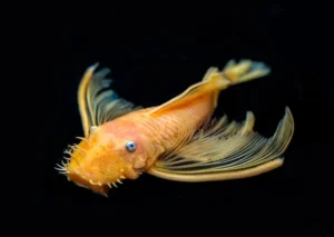 ANCISTRUS DOLICHOPTERUS gold/albino Veiltail 5 cm - pulitori da vetro pinne a velo