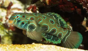 Synchiropus Picturatus - Pesce mandarino psichedelico