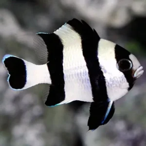 Dascyllus Melanurus - Damigella Bianco-Nera
