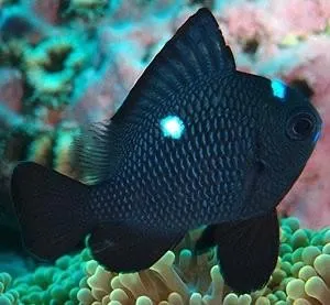 Dascyllus Trimaculatus - Damigella Three Spot