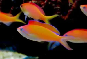 Mirolabrichthys Dispar Anthias - pesce pacifico da branco