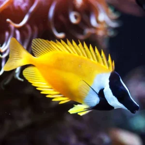 Siganus Lo Vulpinus - Pesce coniglio alghivoro