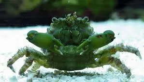 Mithraculus Sculptus - Mitrax alghivoro - granchio verde smeraldo mangia Valonia per acquario marino e reef