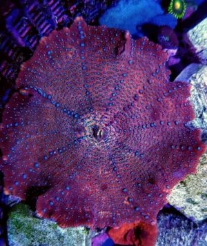 Discosoma punctatus purple - Spotted Premium - Corallo molle facile - 1 disco su frag