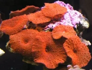 Discosoma ferrugatus Red Premium - Corallo molle facile - 1 disco su frag
