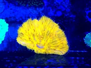 Fungia Shocking Orange Australia - FOTO REALE - Corallo duro LPS facile