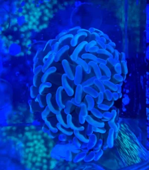 Euphyllia Parancora Australia - FOTO REALE - Corallo duro LPS facile