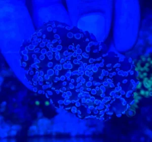 Euphyllia Paradivisa Australia - FOTO REALE - Corallo duro LPS facile