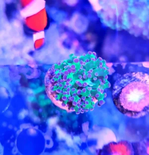 Euphyllia Divisa base verde punte fucsia Australia - Corallo duro LPS facile