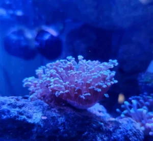 Euphyllia Paradivisa base viola, punte verde acqua 2 calici - FOTO REALE - Corallo duro LPS facile
