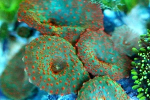Discosoma punctatus green/orange - Spotted Premium - Corallo molle facile - 1 disco su frag