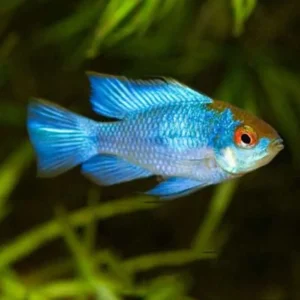 Mikrogeophagus ramirezi Electric Blue RAM 3-5 cm - Ciclidi nani