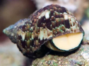 Turbo Brunneus - Turbo Snail - Lumaca Turbo Alghivora