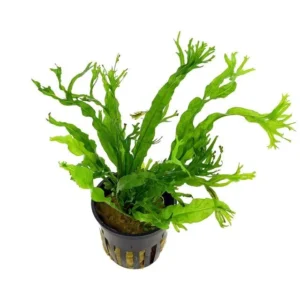 MICROSORIUM PTEROPUS 'Windelow', pianta epifita da primo piano
