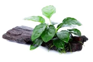 Anubias Nana su LEGNO, pianta facile a foglia larga