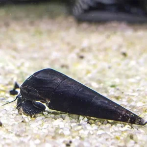 Lumaca Faunus Ater 5-6 cm - Black devil Snail